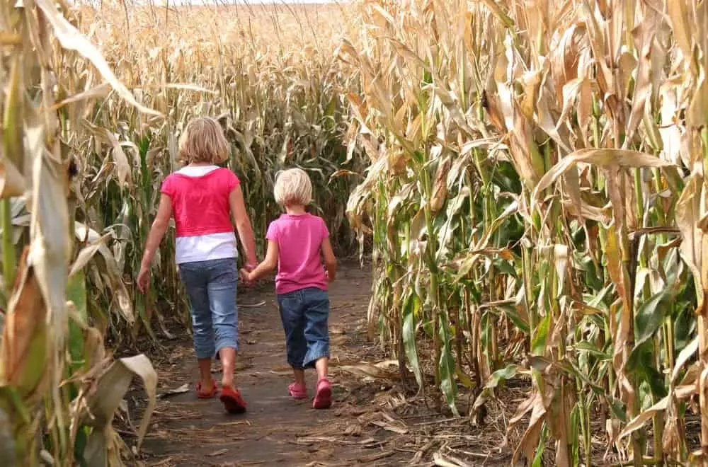 Two sisters walking through a corn maze.