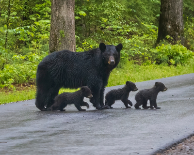 bear with cubs