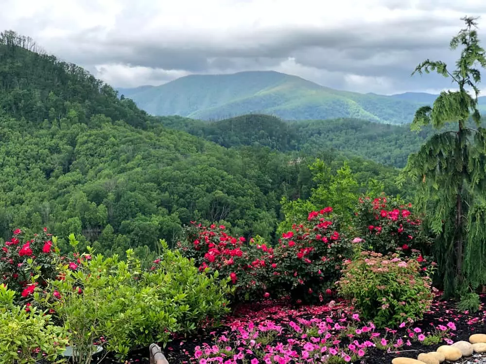 spring flowers blooming in the smoky mountains