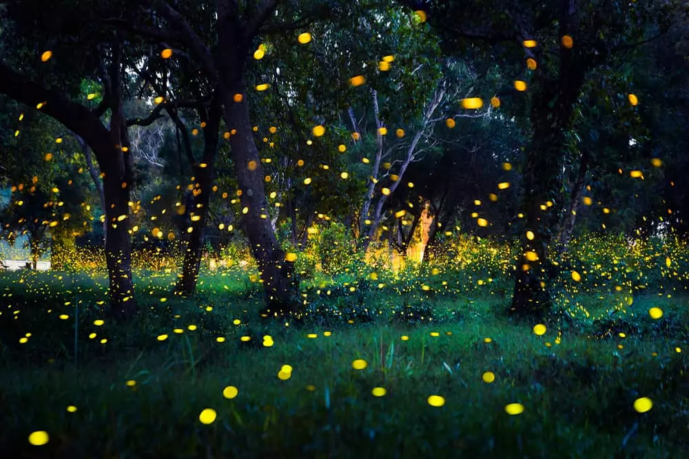 fireflies