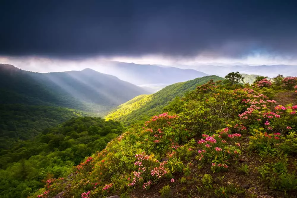 spring in the Smokies