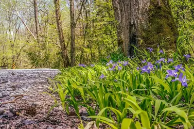 wildflowers in the Smoky Mountains