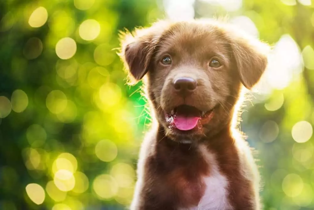 smiling puppy outside