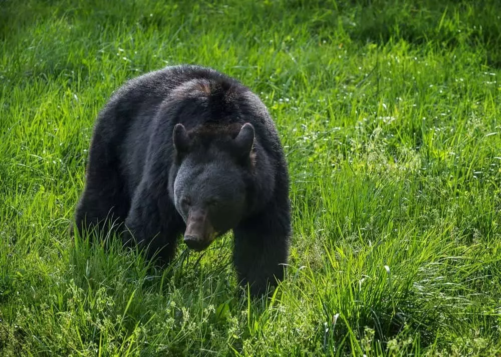 black bear in Cades Cove