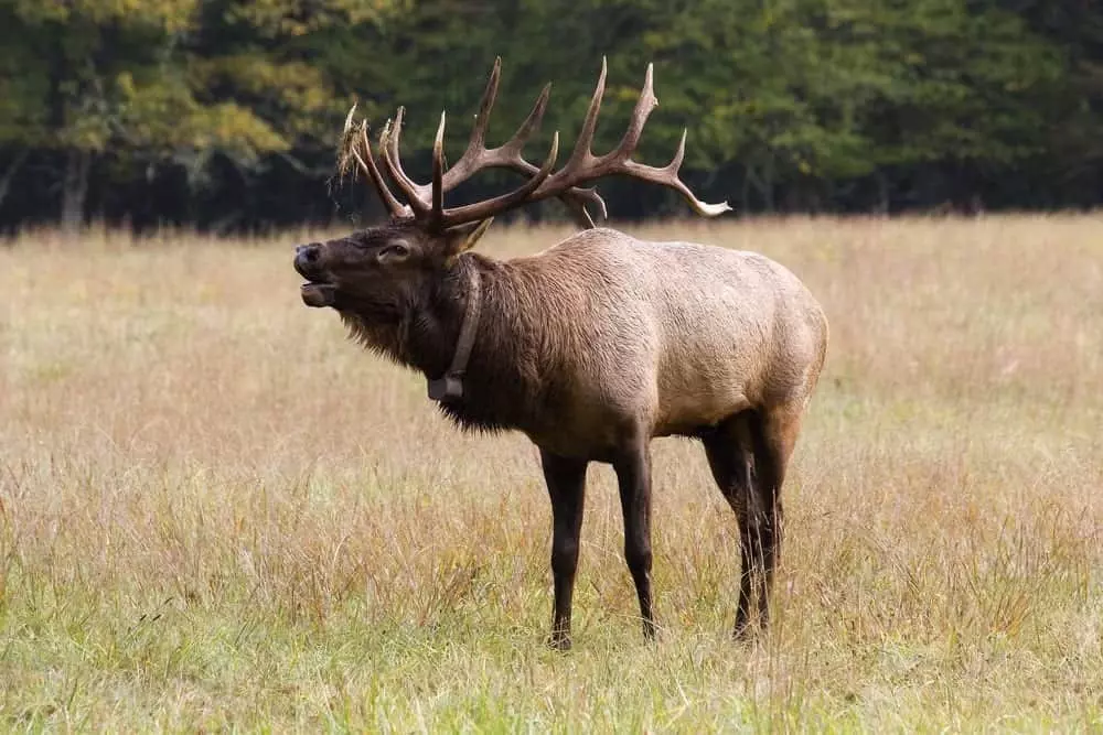 elk in tennessee