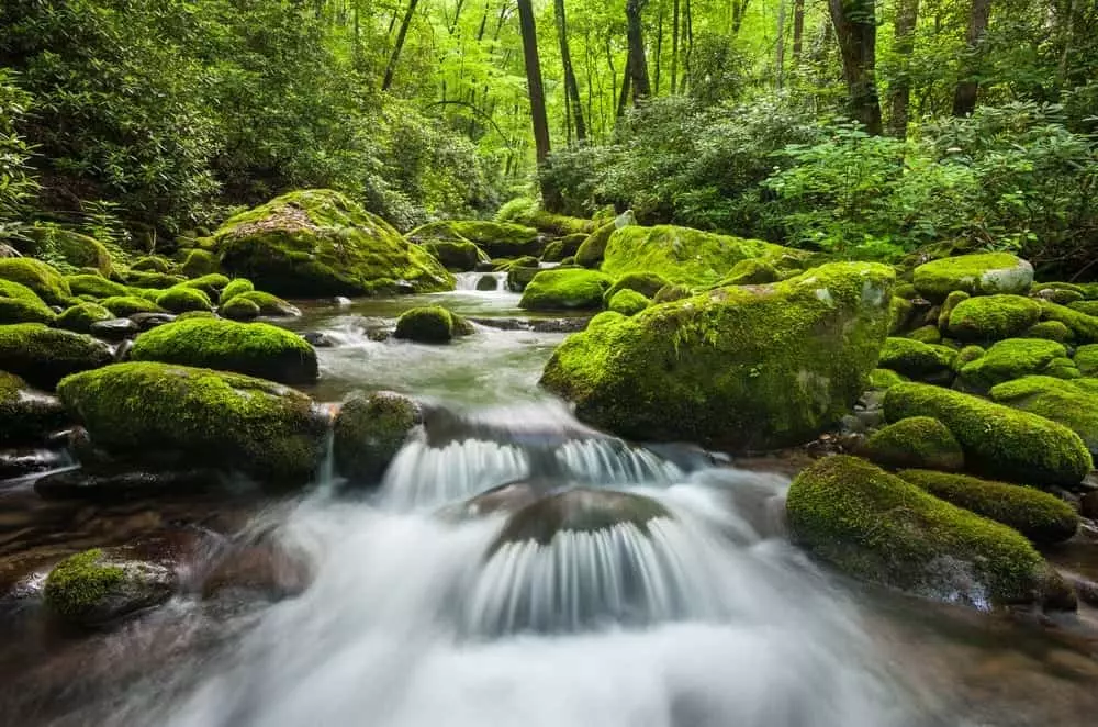Roaring Fork Motor Nature Trail, free things to do in Gatlinburg TN with kids