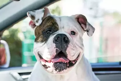 dog traveling with owners to a pet-friendly Gatlinburg cabin