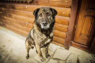 dog enjoying a pet-friendly Gatlinburg cabin