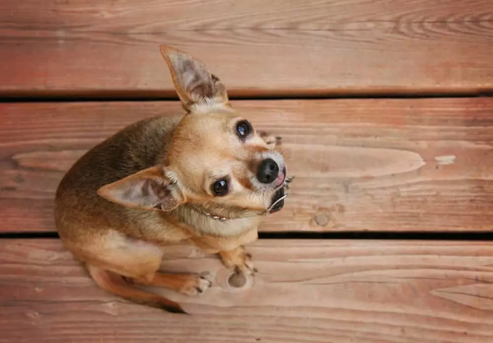 dog at a Gatlinburg cabin rental that allows pets