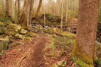 elkmont nature trail is one of the best easy Smoky Mountain hikes