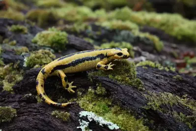 salamander yellow