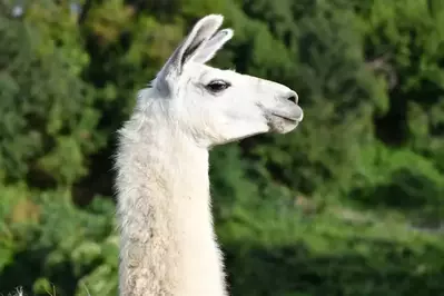 llama in the smoky mountains