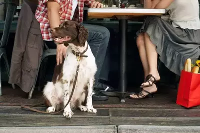 dog friendly restaurant