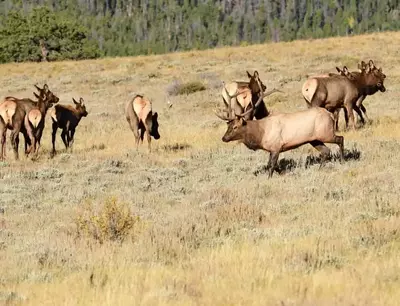 group of elk in tennessee