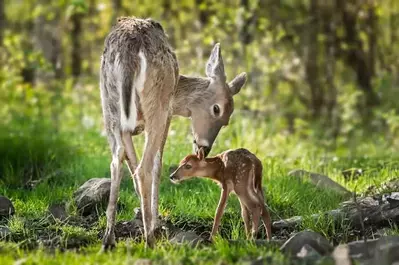 White tailed deer sniffing behind her fawns ears
