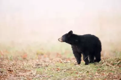 A black bear cub in the Smoky Mountains in the fall.