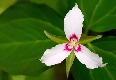 Closeup of a painted trillium wildflower.