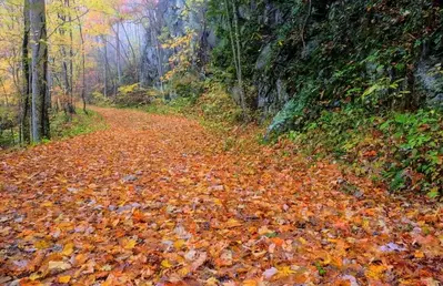 A hiking trail that shows off the fall colors in the Smoky Mountains.