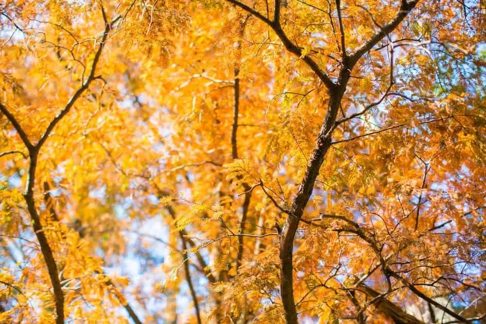 A tree with fall leaves.