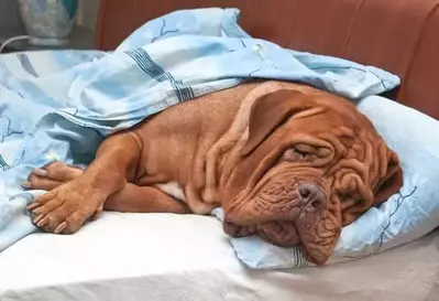 dog laying in bed in a pet friendly Gatlinburg cabin