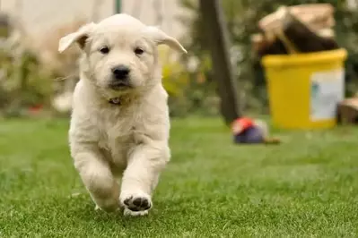 puppy playing outside during a pet friendly Gatlinburg cabin vacation