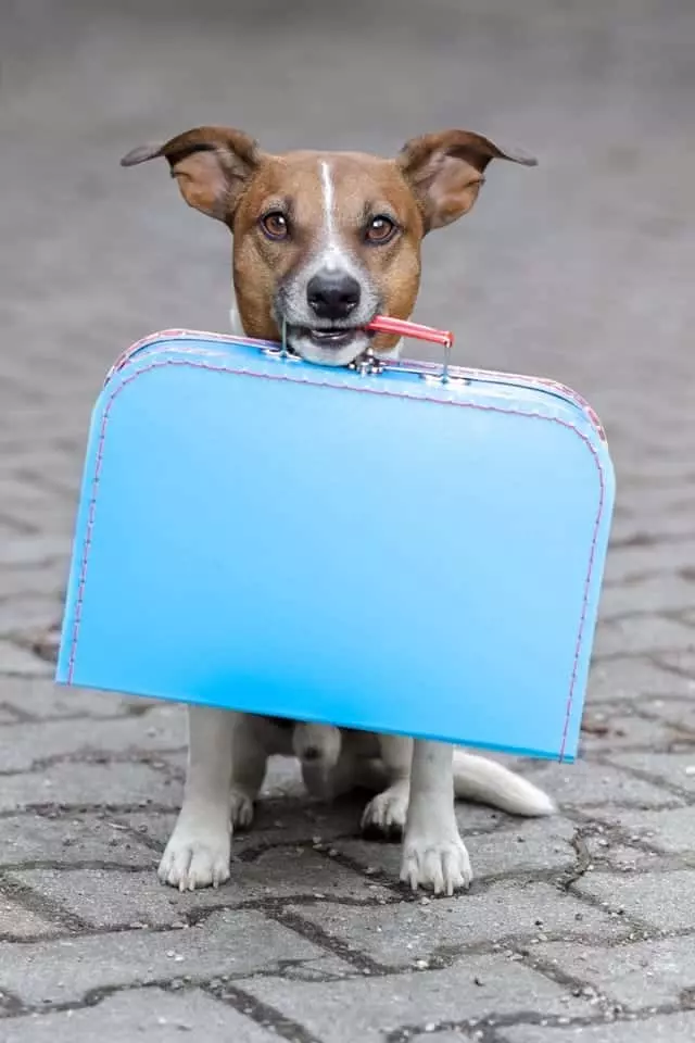 Dog with suitcase