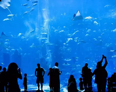 People watching fish in the aquarium