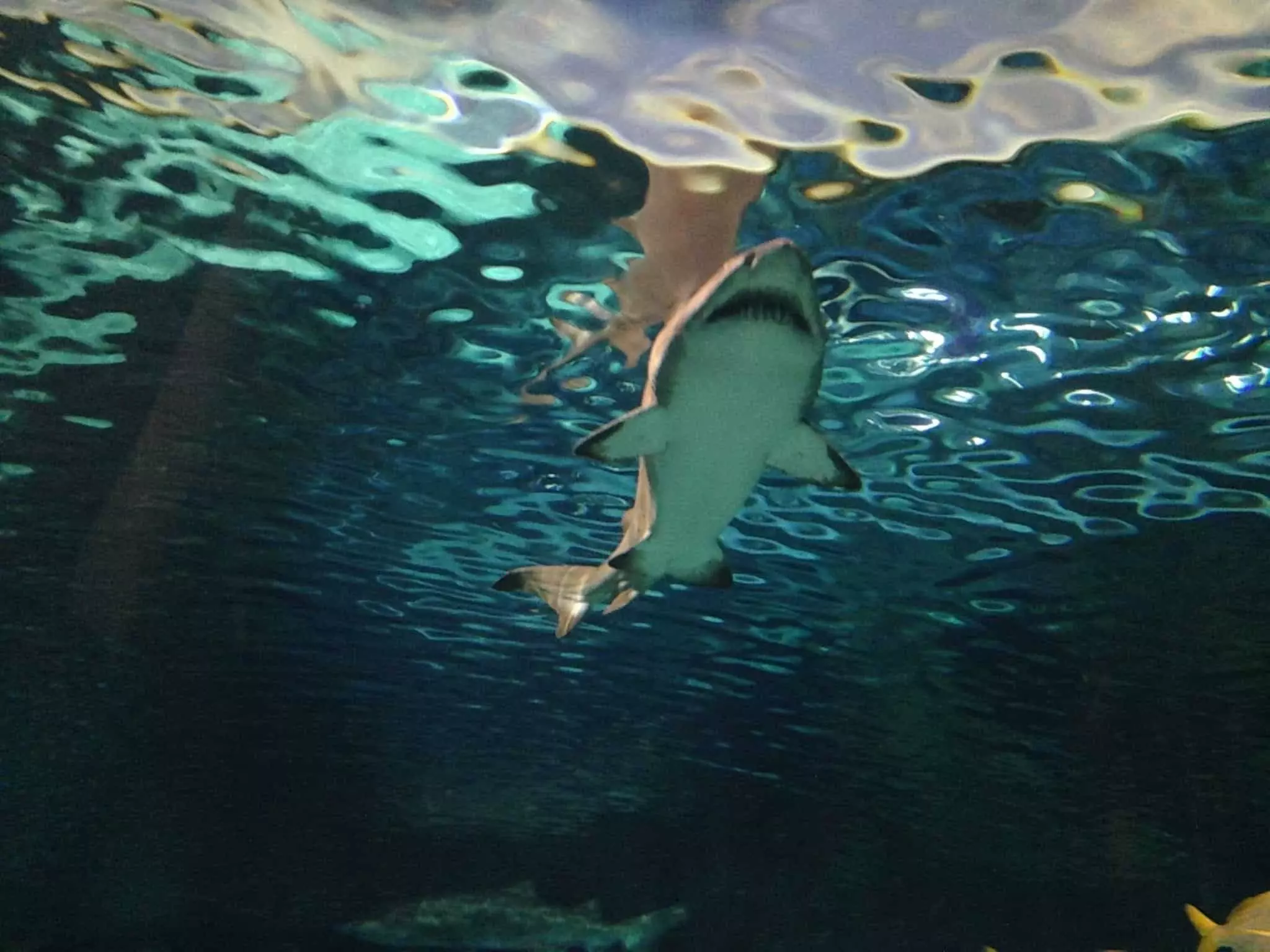 shark at Ripley's Aquarium in Gatlinburg