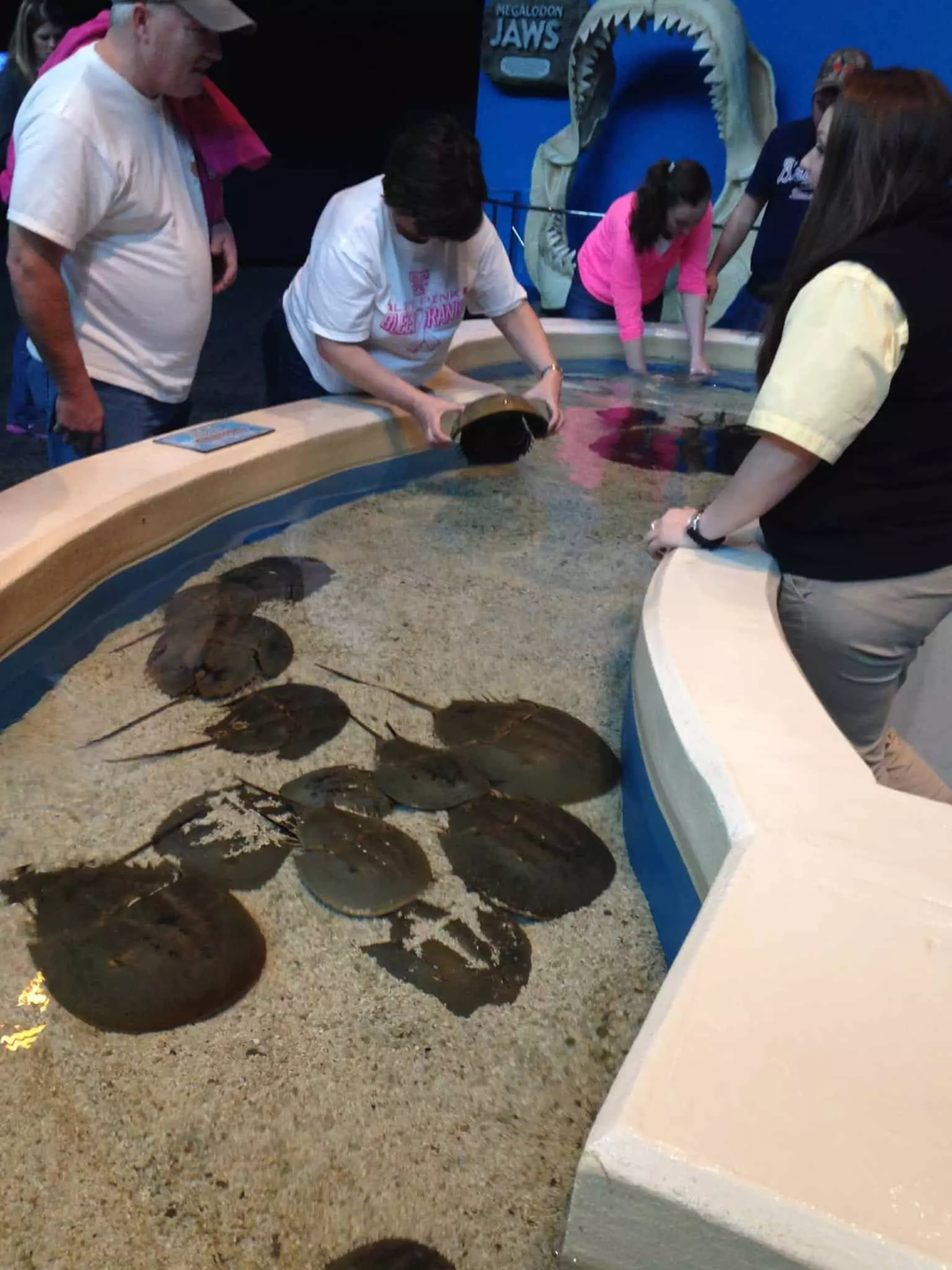 stingray exhibit at Ripley's Aquarium