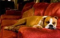 dog on red couch