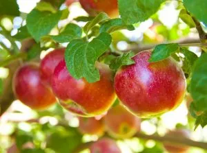 Apples-on-a-tree-300x223[1]