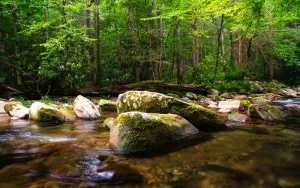 rocky-stream-in-the-Smoky-Mountains-300x188[1]