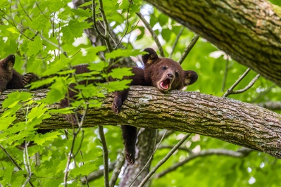 bear cub in a tree