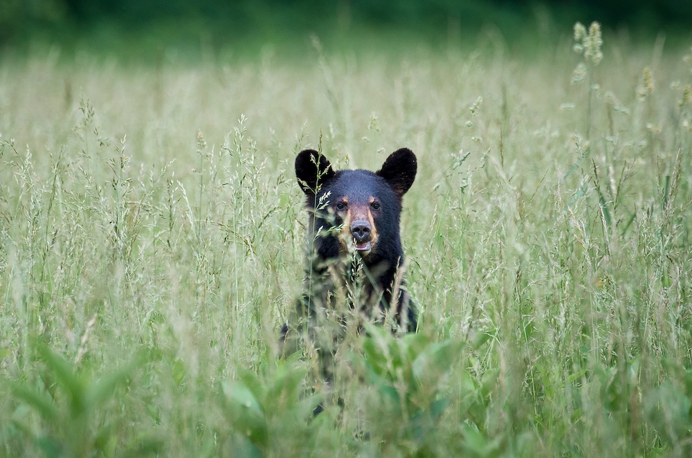 bear in the great smoky mountains