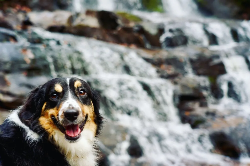 pet friendly things to do in pigeon forge include visiting the national park