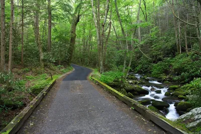 roaring fork motor nature trail is one of the most scenic drives in the Smoky Mountains