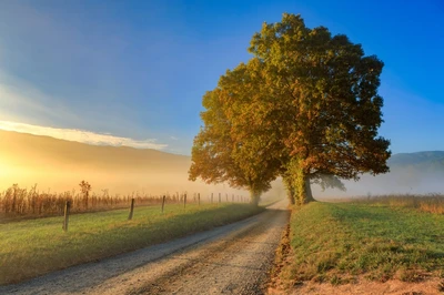 cades cove loop road in the fog