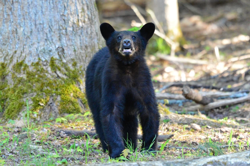 Cades Cove is a top place to see bears in the Smoky Mountains