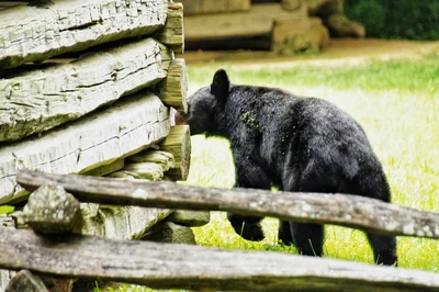 Cades Cove is a top place to see bears in the Smoky Mountains