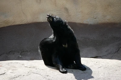 Wildlife Habitat at Ober Gatlinburg is a top place to see bears in the Smoky Mountains