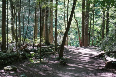 Gatlinburg Trail is one of the easy hiking trails in the Smoky Mountains