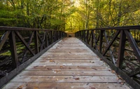 Gatlinburg Trail is one of the easy hiking trails in the Smoky Mountains