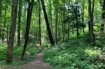 Cades Cove Nature Trail is one of the easy hiking trails in the Smoky Mountains