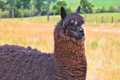 Smoky Mountain llama trek is one of the best things to do in the Smoky Mountains