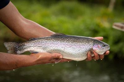 English Mountain Trout Farm is one of the best things to do in the Smoky Mountains