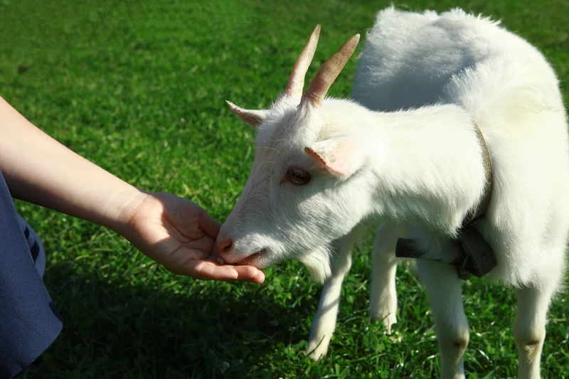 Smoky Mountain Deer Farm is one of the best things to do in the Smoky Mountains