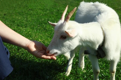 Smoky Mountain Deer Farm is one of the best things to do in the Smoky Mountains