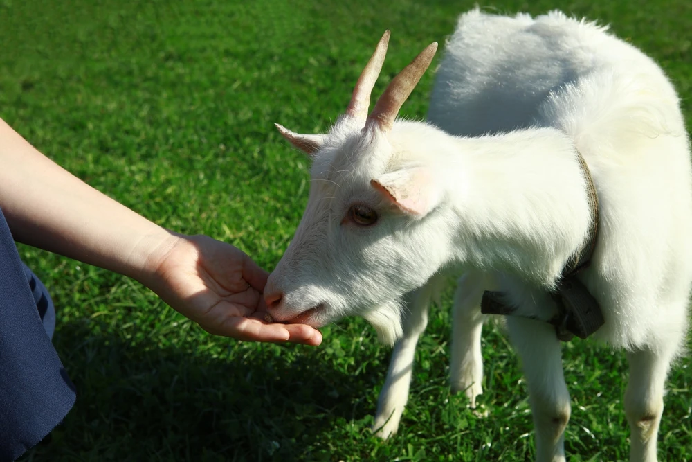Smoky Mountain Deer Farm is one of the best things to do in the Smoky Mountains
