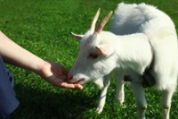 Smoky Mountain Deer Farm is one of the best things to do in the Smoky Mountains